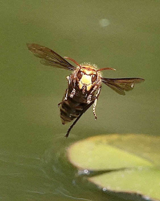 hornet